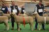 AV 110516 2nd Adelaide 2012 August class  sold to Gary Wake