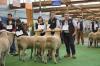 Kaitlyn, Cameron & Anthony with 5th Pen of 3 rams Adelaide royal2012