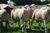 110135 retained in stud semen availiable,  4th pairs , 5th pen of 3 rams , 4th sires progeny