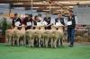 4th & 5th pairs of rams Adelaide royal 2012  right to left   163, 142, 135, 111 all sire by Anna Villa 080379