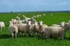 Weaned lambs August 2012