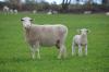 ewe & lamb august 2012