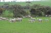 ewes & july drop lambs ,   august 2012