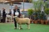 120048   1st ram lamb Adelaide royal 2012